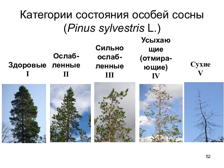 Категории состояния особей сосны (Pinus sylvestris L.) Здоровые I Ослаб- ленные