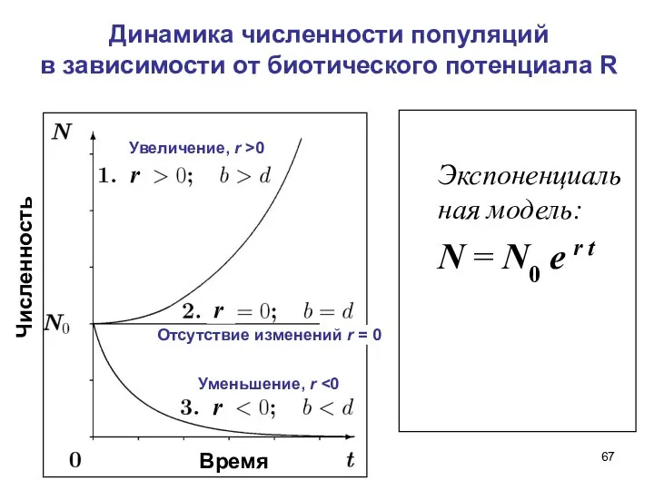 Динамика численности популяций в зависимости от биотического потенциала R Экспоненциальная модель: