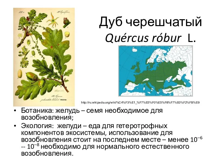 Дуб черешчатый Quércus róbur L. Ботаника: желудь – семя необходимое для