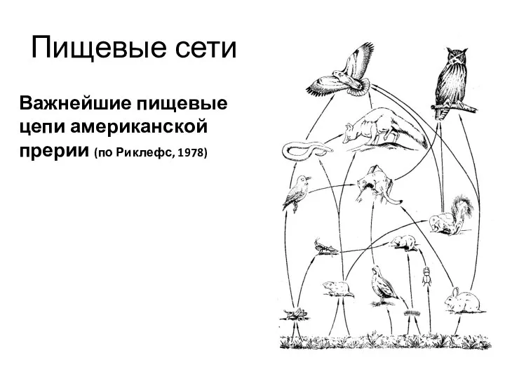 Пищевые сети Важнейшие пищевые цепи американской прерии (по Риклефс, 1978)