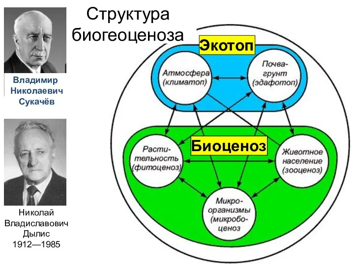 Структура биогеоценоза Экотоп Биоценоз Владимир Николаевич Сукачёв Николай Владиславович Дылис 1912—1985