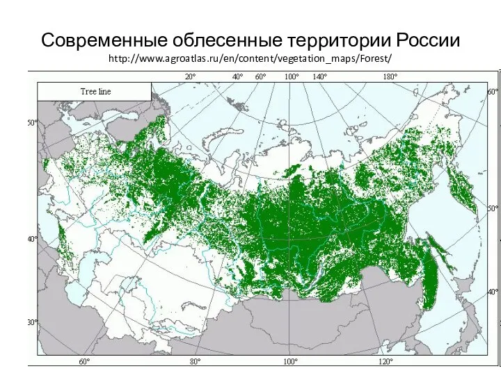 Современные облесенные территории России http://www.agroatlas.ru/en/content/vegetation_maps/Forest/