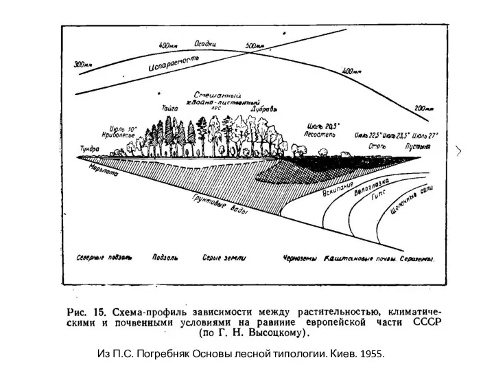 Из П.С. Погребняк Основы лесной типологии. Киев. 1955.