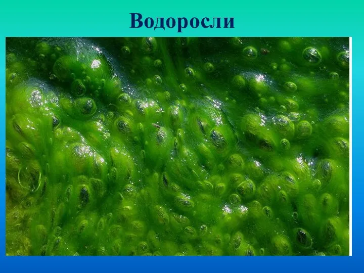 Водоросли