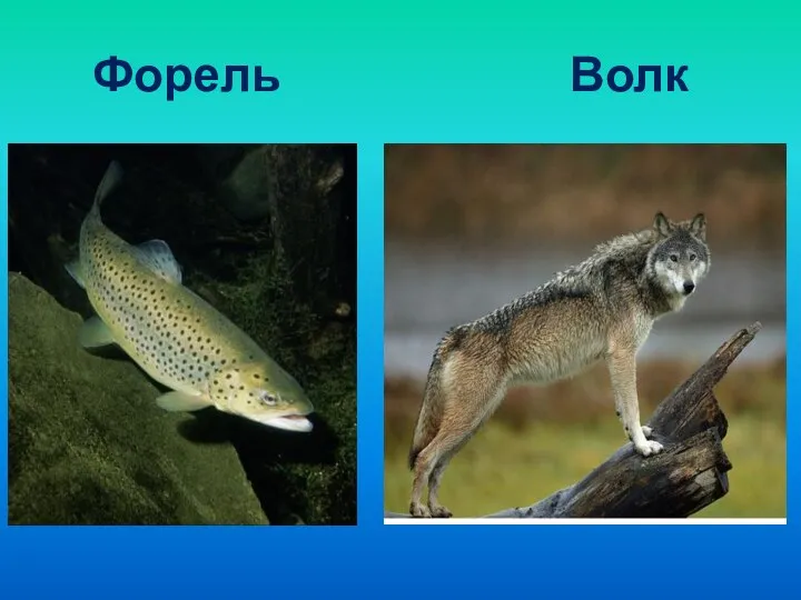 Форель Волк