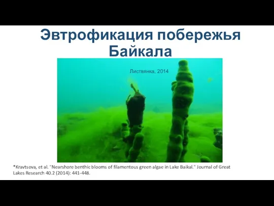 Эвтрофикация побережья Байкала Листвянка, 2014 *Kravtsova, et al. "Nearshore benthic blooms