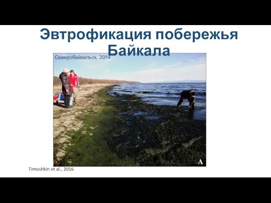 Эвтрофикация побережья Байкала Северобайкальск, 2014 Timoshkin et al., 2016
