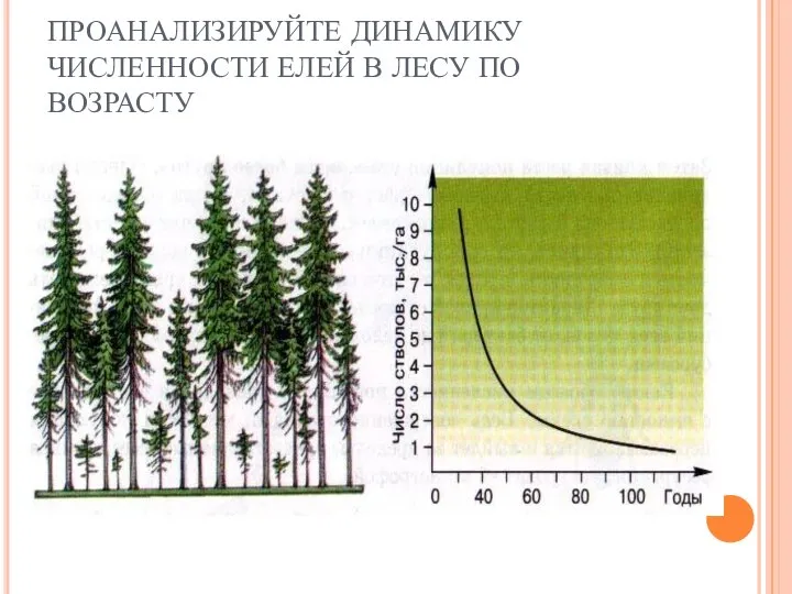 ПРОАНАЛИЗИРУЙТЕ ДИНАМИКУ ЧИСЛЕННОСТИ ЕЛЕЙ В ЛЕСУ ПО ВОЗРАСТУ