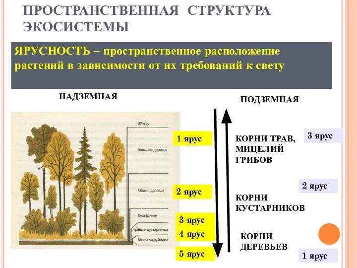 ПРОСТРАНСТВЕННАЯ СТРУКТУРА ЭКОСИСТЕМЫ ЯРУСНОСТЬ – пространственное расположение растений в зависимости от