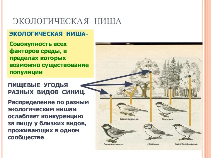 ЭКОЛОГИЧЕСКАЯ НИША ЭКОЛОГИЧЕСКАЯ НИША- Совокупность всех факторов среды, в пределах которых