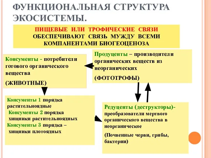 ФУНКЦИОНАЛЬНАЯ СТРУКТУРА ЭКОСИСТЕМЫ. ПИЩЕВЫЕ ИЛИ ТРОФИЧЕСКИЕ СВЯЗИ ОБЕСПЕЧИВАЮТ СВЯЗЬ МУЖДУ ВСЕМИ