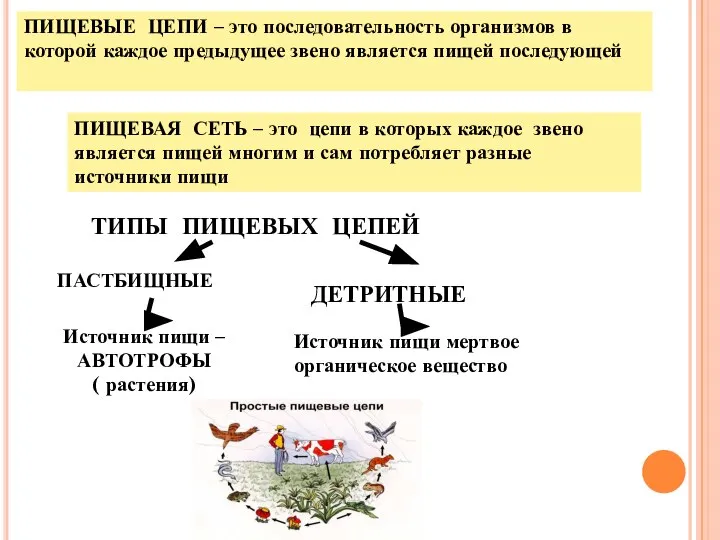 ПИЩЕВЫЕ ЦЕПИ – это последовательность организмов в которой каждое предыдущее звено