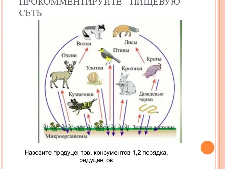 ПРОКОММЕНТИРУЙТЕ ПИЩЕВУЮ СЕТЬ Назовите продуцентов, консументов 1,2 порядка, редуцентов
