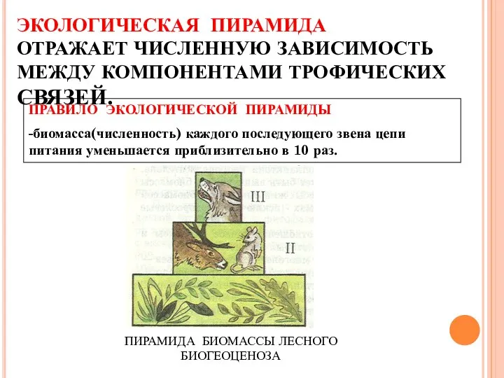 ЭКОЛОГИЧЕСКАЯ ПИРАМИДА ОТРАЖАЕТ ЧИСЛЕННУЮ ЗАВИСИМОСТЬ МЕЖДУ КОМПОНЕНТАМИ ТРОФИЧЕСКИХ СВЯЗЕЙ. ПРАВИЛО ЭКОЛОГИЧЕСКОЙ