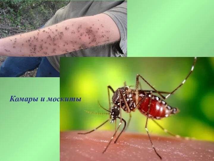 Комары и москиты