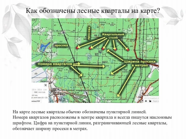 Как обозначены лесные кварталы на карте? На карте лесные кварталы обычно