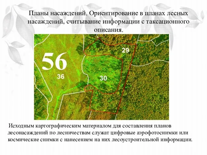 Планы насаждений. Ориентирование в планах лесных насаждений, считывание информации с таксационного