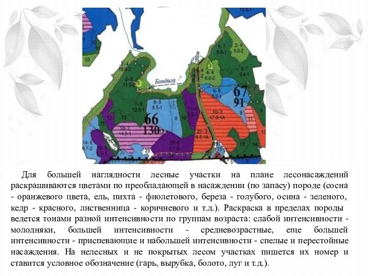 Для большей наглядности лесные участки на плане лесонасаждений раскрашиваются цветами по