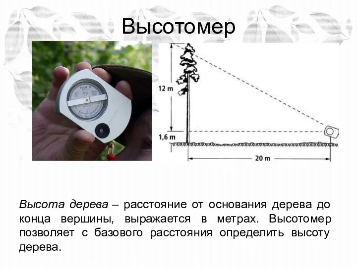 Высотомер Высота дерева – расстояние от основания дерева до конца вершины,