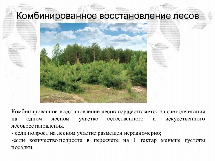 Комбинированное восстановление лесов Комбинированное восстановление лесов осуществляется за счет сочетания на