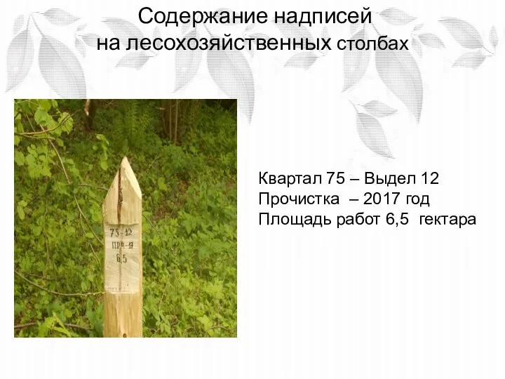 Содержание надписей на лесохозяйственных столбах 66-5 Прч-01 1-5,8 Квартал 75 –