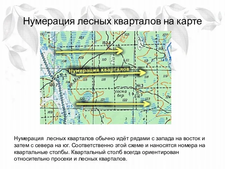 Нумерация лесных кварталов на карте Нумерация лесных кварталов обычно идёт рядами