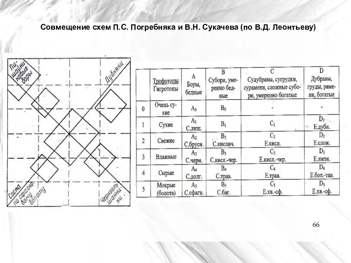 Совмещение схем П.С. Погребняка и В.Н. Сукачева (по В.Д. Леонтьеву)