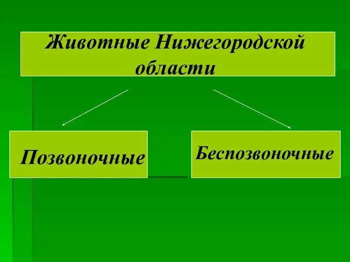 Животные Нижегородской области Позвоночные Беспозвоночные