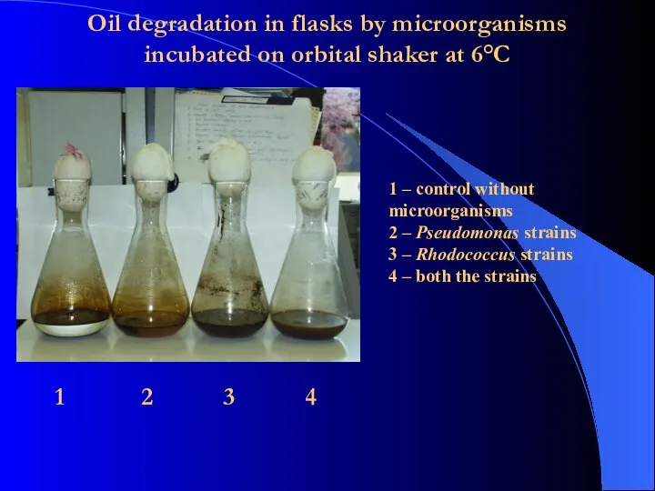 Oil degradation in flasks by microorganisms incubated on orbital shaker at