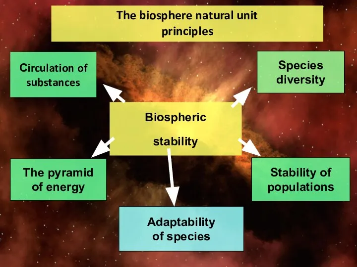 The biosphere natural unit principles Biospheric stability Species diversity Stability of