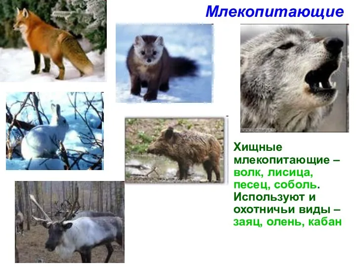 Хищные млекопитающие – волк, лисица, песец, соболь. Используют и охотничьи виды – заяц, олень, кабан Млекопитающие