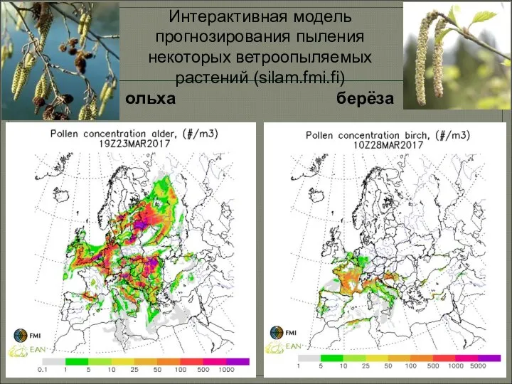 Интерактивная модель прогнозирования пыления некоторых ветроопыляемых растений (silam.fmi.fi) ольха берёза