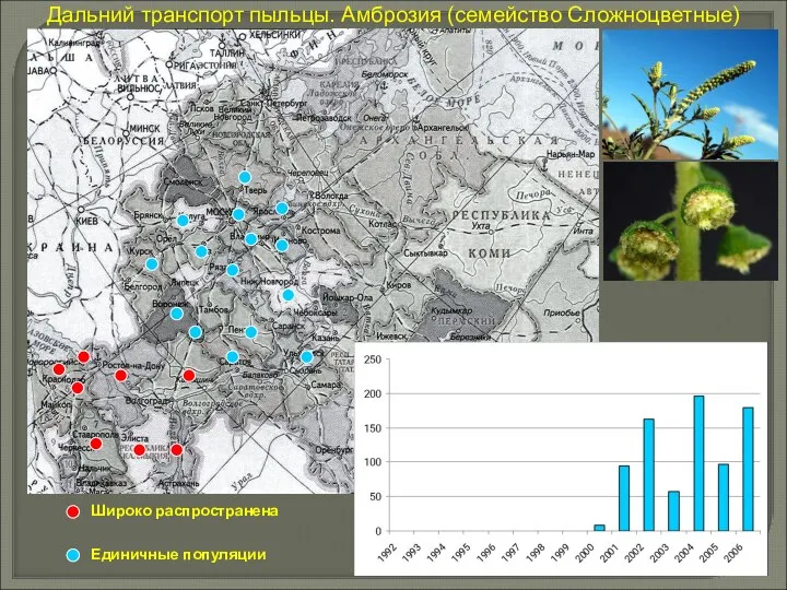 Широко распространена Единичные популяции Дальний транспорт пыльцы. Амброзия (семейство Сложноцветные)