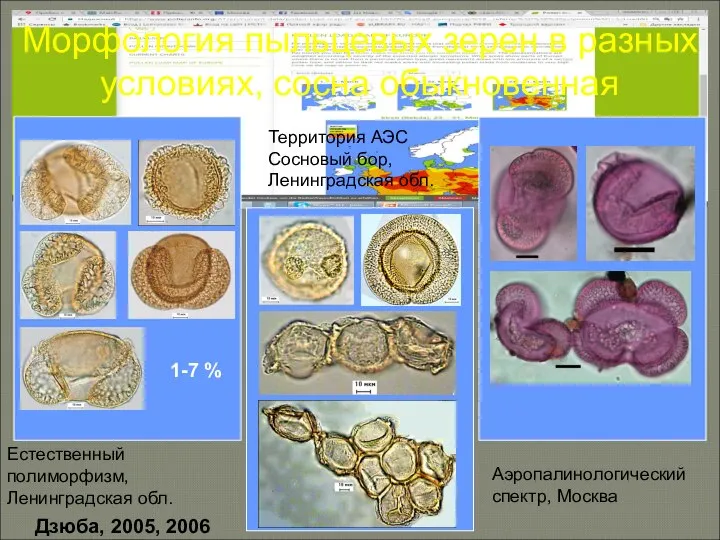 Морфология пыльцевых зерен в разных условиях, сосна обыкновенная Дзюба, 2005, 2006