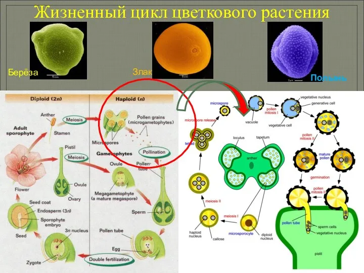 Жизненный цикл цветкового растения Берёза Злак Полынь