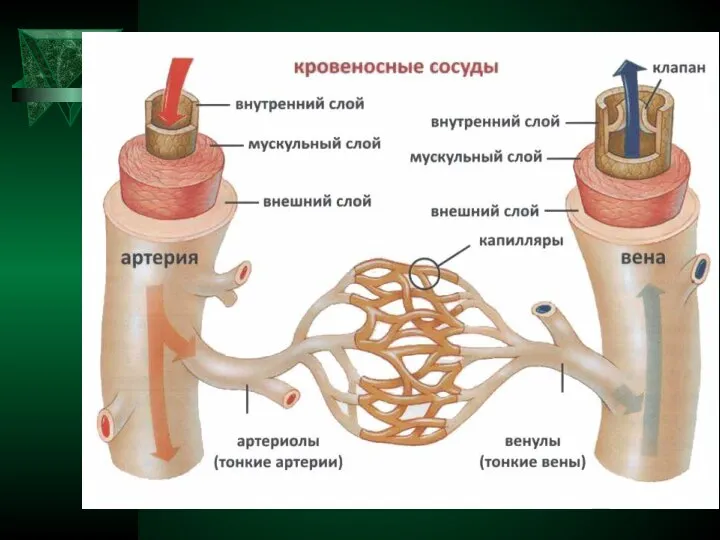 Кровеносные сосуды