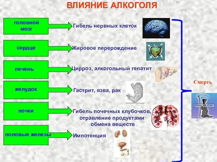 ВЛИЯНИЕ АЛКОГОЛЯ головной мозг Гибель нервных клеток сердце Жировое перерождение печень