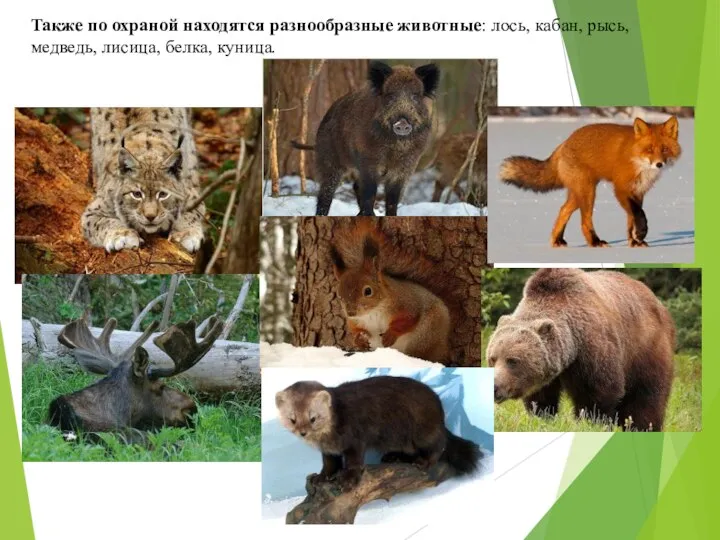 Также по охраной находятся разнообразные животные: лось, кабан, рысь, медведь, лисица, белка, куница.