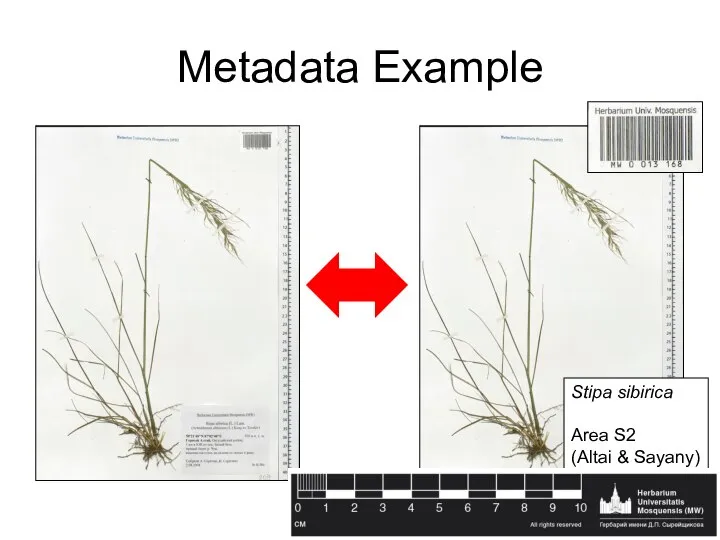 Metadata Example Stipa sibirica Area S2 (Altai & Sayany)