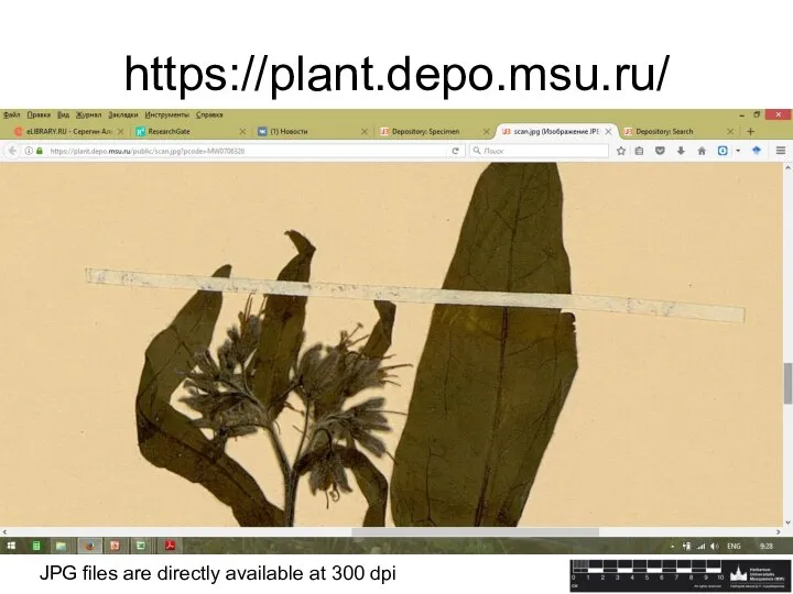 https://plant.depo.msu.ru/ JPG files are directly available at 300 dpi