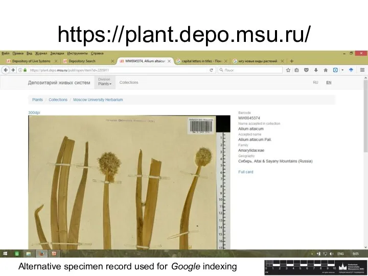 https://plant.depo.msu.ru/ Alternative specimen record used for Google indexing