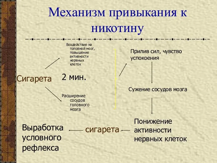 Механизм привыкания к никотину Воздействие на головной мозг, повышение активности нервных