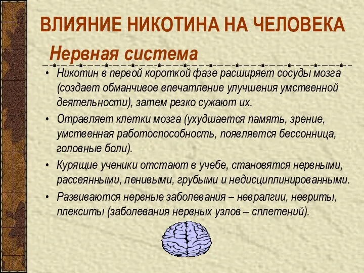 Нервная система Никотин в первой короткой фазе расширяет сосуды мозга (создает