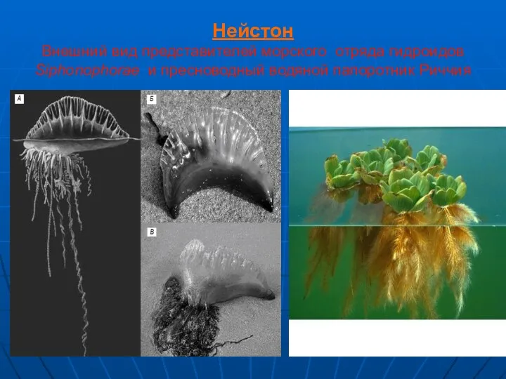 Нейстон Внешний вид представителей морского отряда гидроидов Siphonophorae и пресноводный водяной папоротник Риччия