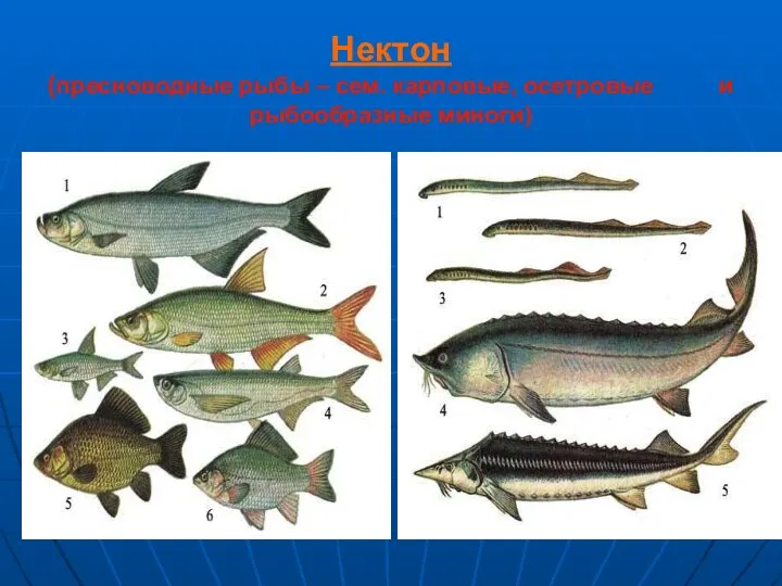 Нектон (пресноводные рыбы – сем. карповые, осетровые и рыбообразные миноги)