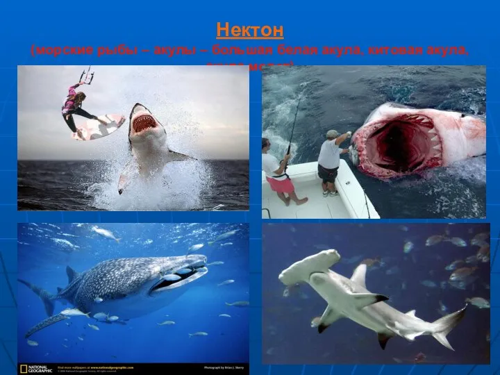 Нектон (морские рыбы – акулы – большая белая акула, китовая акула, акула молот)