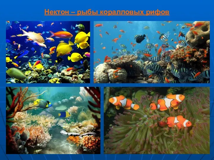 Нектон – рыбы коралловых рифов