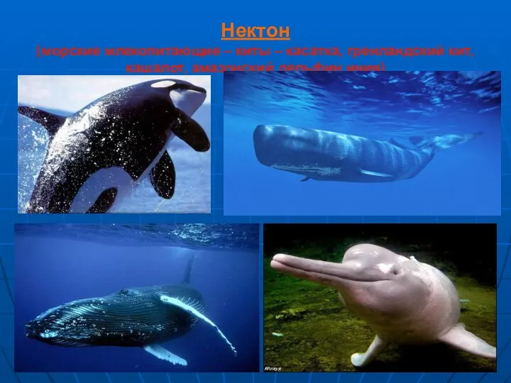 Нектон (морские млекопитающие – киты – касатка, гренландский кит, кашалот, амазонский дельфин иния)
