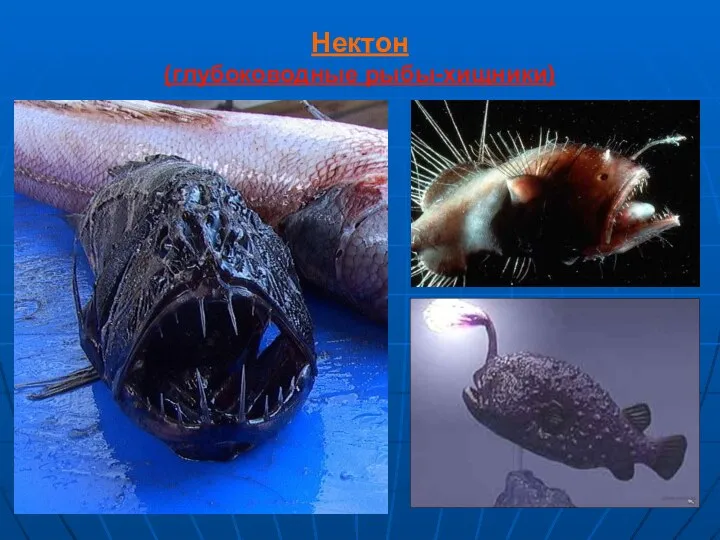 Нектон (глубоководные рыбы-хищники)