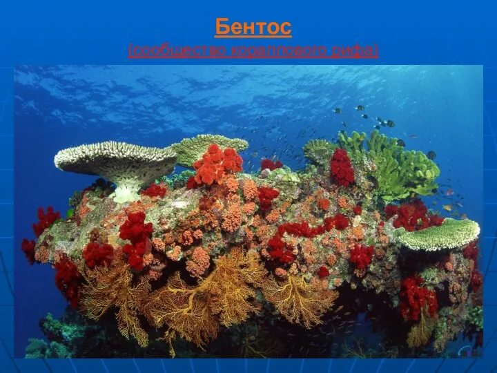 Бентос (сообщество кораллового рифа)